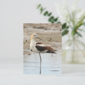 Verbluffende Amerikaanse antivocetenvogel bij het  Briefkaart (Staand voorkant)