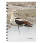 Verbluffende Amerikaanse antivocetenvogel bij het  Notitieboek (Voorkant)