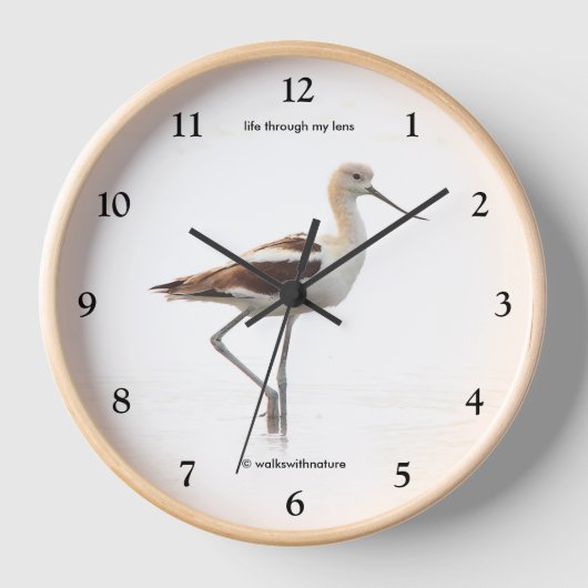 Verbluffende Amerikaanse antivocetvogel die het st (Voorkant)