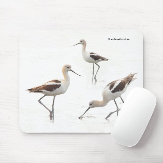 Verbluffende Amerikaanse antivocetvogels op het st Muismat (Met muis)