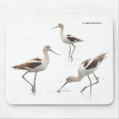 Verbluffende Amerikaanse antivocetvogels op het st Muismat (Voorkant)