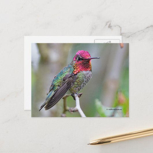 Verbluffende Anna's Hummingbird op kantoor Briefkaart (Voorkant / Achterkant in situ)