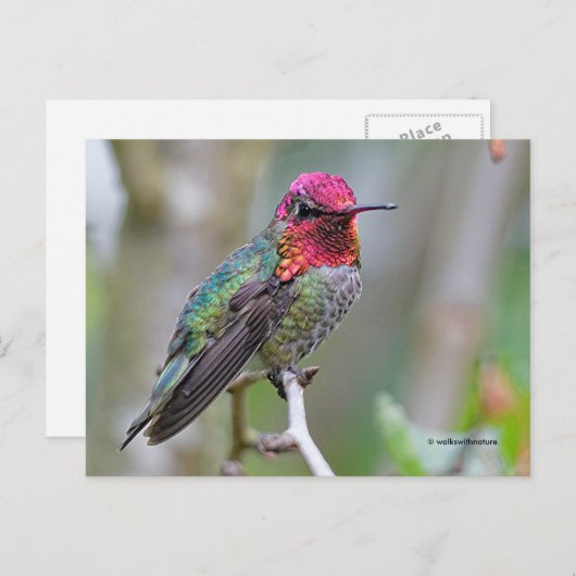 Verbluffende Anna's Hummingbird op kantoor Briefkaart (Voorkant / Achterkant)