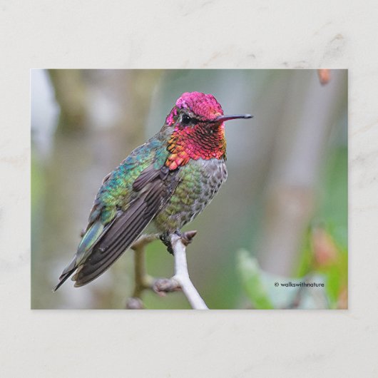 Verbluffende Anna's Hummingbird op kantoor Briefkaart (Voorkant)
