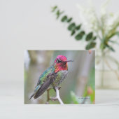 Verbluffende Anna's Hummingbird op kantoor Briefkaart (Staand voorkant)