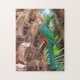 Verbluffende Australische Koning Parrot die een bo Legpuzzel