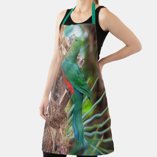 Verbluffende Australische Koning Parrot die een bo Schort (Insitu)