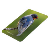 Verbluffende Barn slik op een Tak Magneet (Linkerzijde)