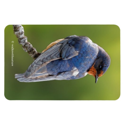 Verbluffende Barn slik op een Tak Magneet (Horizontaal)