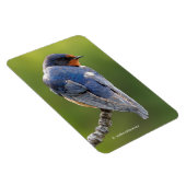 Verbluffende Barn slik op een Tak Magneet (Rechterzijde)