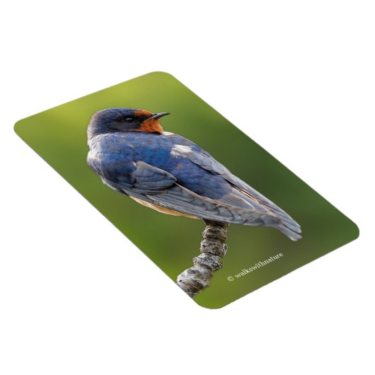 Verbluffende Barn slik op een Tak Magneet (Rechterzijde)