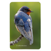 Verbluffende Barn slik op een Tak Magneet (Verticaal)