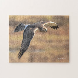 Verbluffende Blauwe Kiekendief op jacht in het moe Legpuzzel