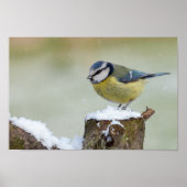 Verbluffende blauwe stift wilde vogel in de sneeuw poster (Voorkant)