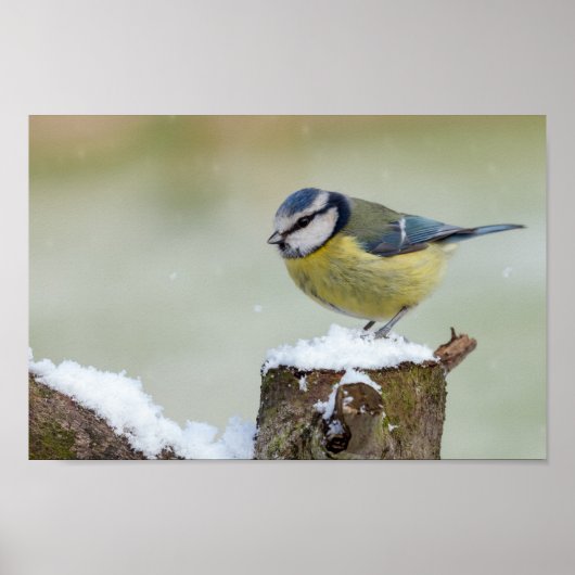 Verbluffende blauwe stift wilde vogel in de sneeuw poster (Voorkant)