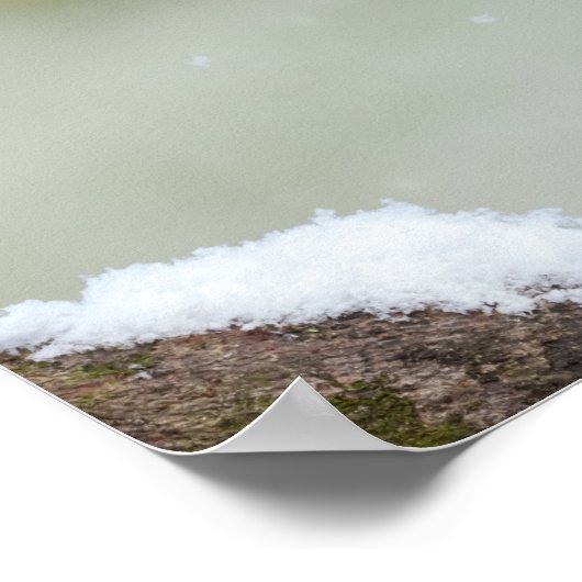 Verbluffende blauwe stift wilde vogel in de sneeuw poster (Hoek)