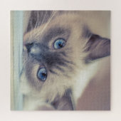 Verbluffende Blue Eyed Ragdoll Legpuzzel (Horizontaal)