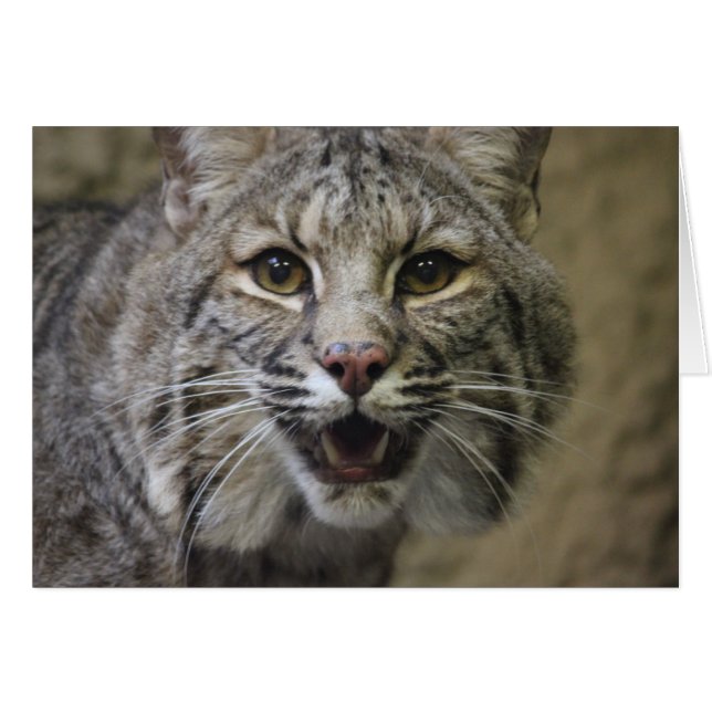 Verbluffende Bobcat-kaart (Voorkant Horizontaal)