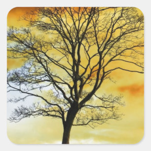 Verbluffende bomen, zonnebrand natuur foto-prints vierkante sticker