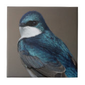 Verbluffende boomglansgetallen slikken op fotograa tegeltje (Voorkant)