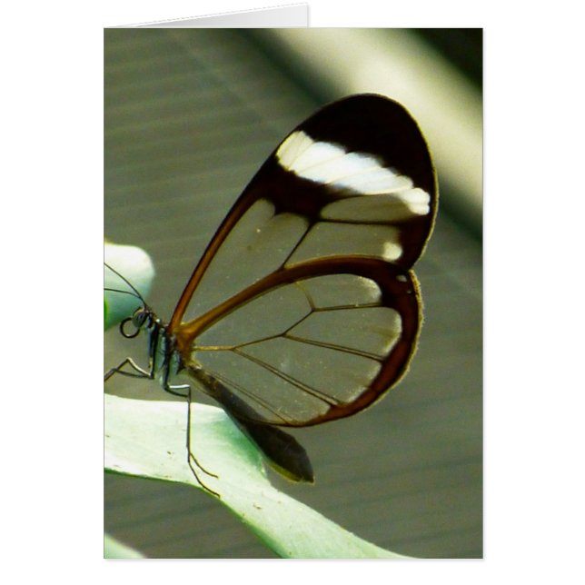 Verbluffende bruine en doorschijnende vlinder (Voorkant)