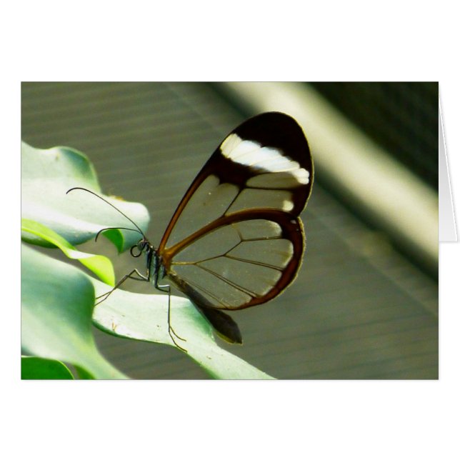 Verbluffende bruine en doorschijnende vlinder (Voorkant Horizontaal)