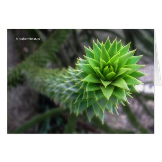 Verbluffende Chileense Pine Monkey Puzzle Tree (Voorkant Horizontaal)