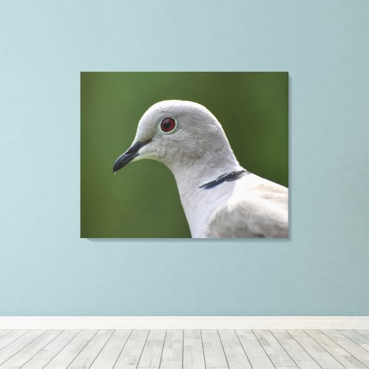 Verbluffende Collared Dove Canvas Afdruk (Insitu (Houten vloer))