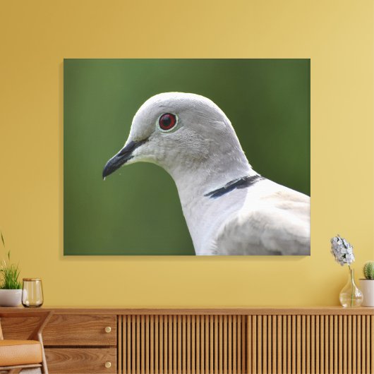 Verbluffende Collared Dove Canvas Afdruk (Insitu (Woonkamer))