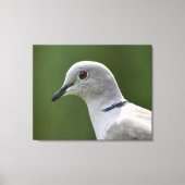 Verbluffende Collared Dove Canvas Afdruk (Voorkant)