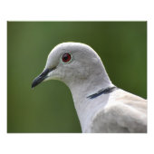 Verbluffende Collared Dove Foto Afdruk (Voorkant)