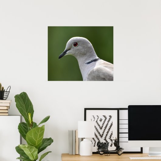 Verbluffende Collared Dove Poster (Thuiskantoor)