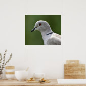 Verbluffende Collared Dove Poster (Keuken)
