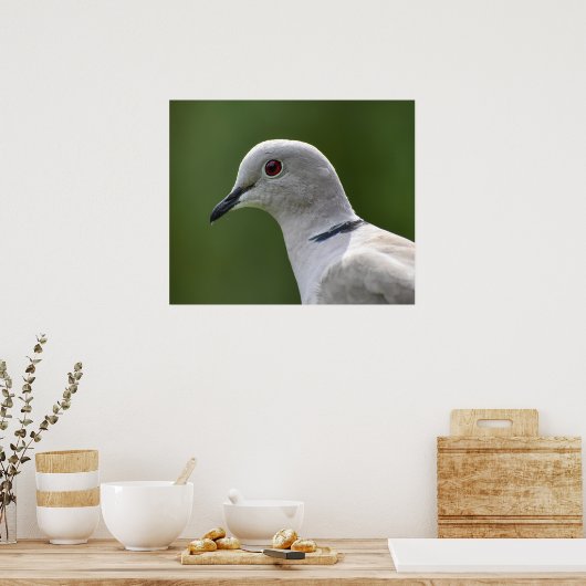Verbluffende Collared Dove Poster (Keuken)