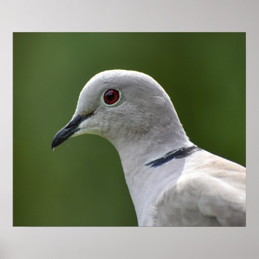 Verbluffende Collared Dove Poster (Voorkant)