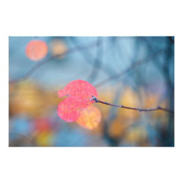 Verbluffende Cotonou Leaves Foto Afdruk