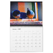 Verbluffende duiven kalender (Jan 2027)
