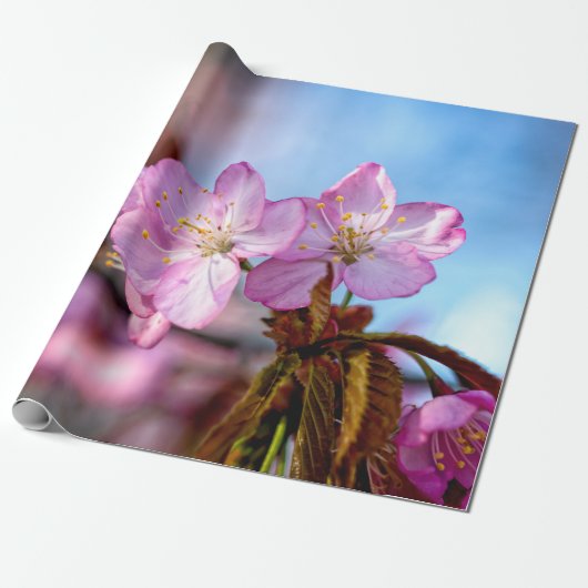 Verbluffende en verbluffende Sakura Flowers Cadeaupapier (Uitgerold)