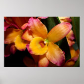 Verbluffende exotische orchidee Poster (Voorkant)