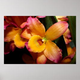 Verbluffende exotische orchidee Poster