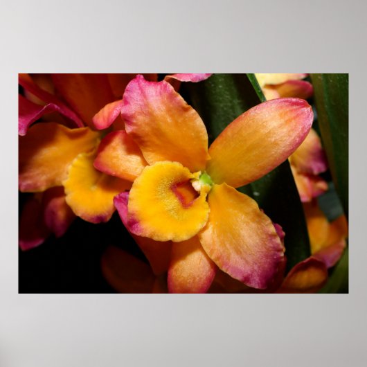 Verbluffende exotische orchidee Poster (Voorkant)