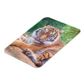 Verbluffende foto van tijger magneet (Linkerzijde)