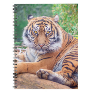 Verbluffende foto van tijger notitieboek