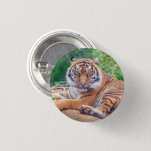 Verbluffende foto van tijger ronde button 3,2 cm (Voorkant /achterkant)