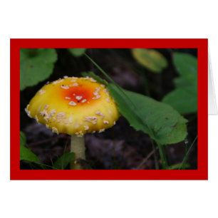 Verbluffende gele paddenstoel