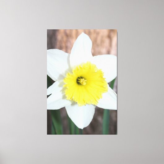 Verbluffende grote narcis canvas afdruk (Voorkant)