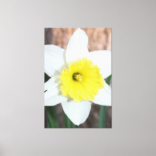 Verbluffende grote narcis canvas afdruk
