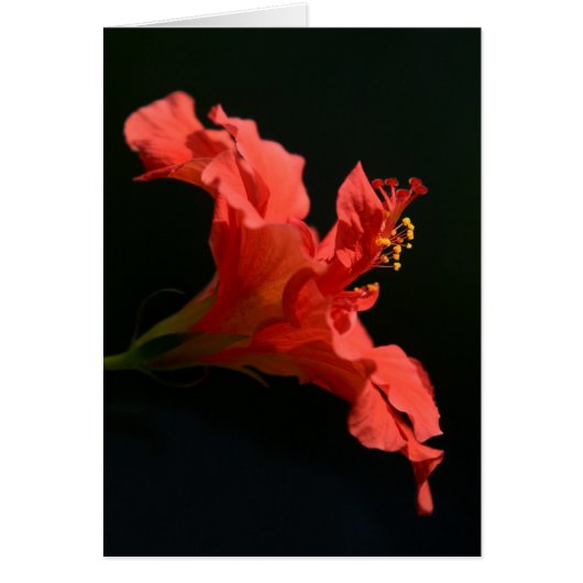 Verbluffende Hibiscus-ventilator (Voorkant)