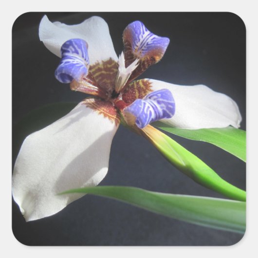 Verbluffende Iris-Sticker Vierkante Sticker (Voorkant)