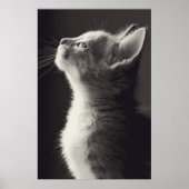 Verbluffende jonge kitten side uitzicht portret ui poster (Voorkant)